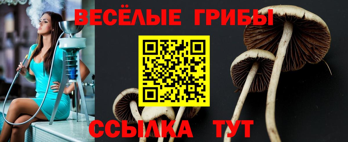 Галлюциногенные грибы прущие грибы  Галлюциногенные грибы Cubensis  Грязи  Вход с VPN 